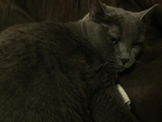 cat