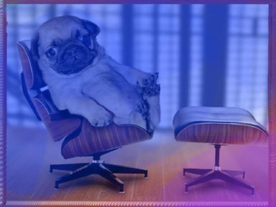 Best Pug Ofice Game