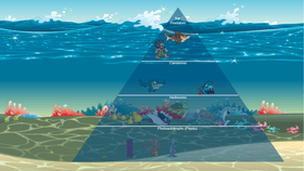Ecosystem of Ocean
