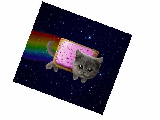 Nyan cat in real life!! (better)