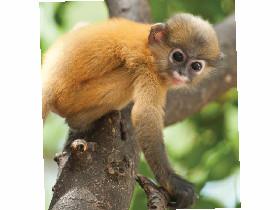 Baby monkey!