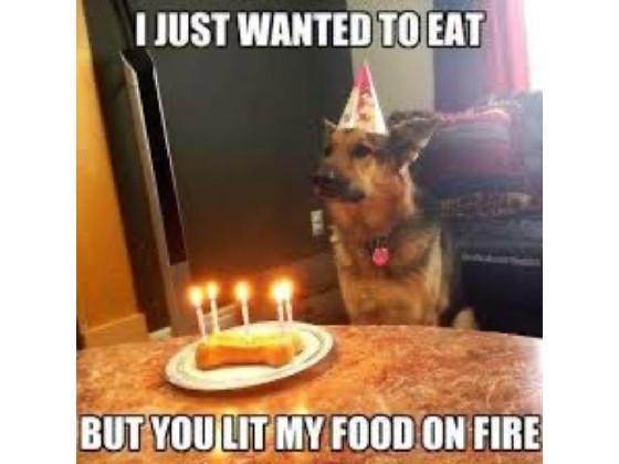 17funny cat and dog memes! :3 1