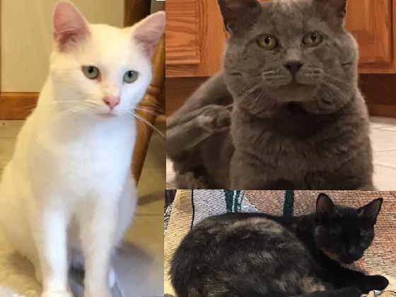 look at my cats