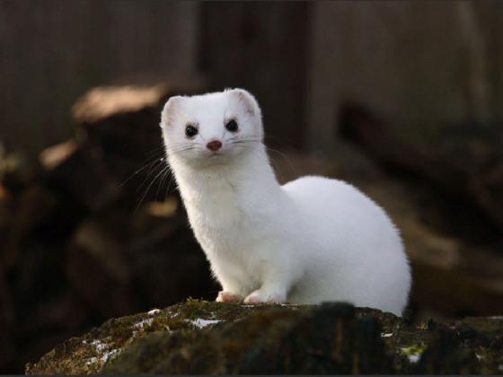All about stoats