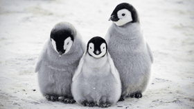 Penguin Takeover