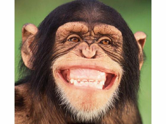 monkey happy