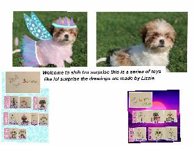 Shih tzu surprise