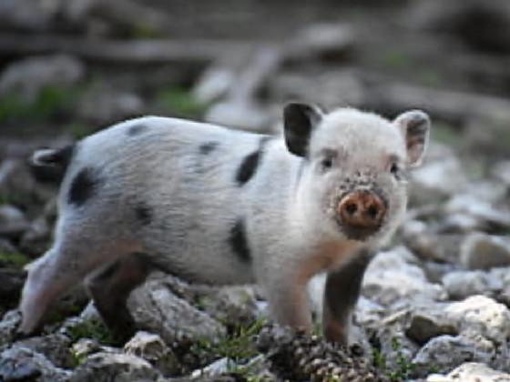 oink oink  cobby pig