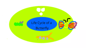 Life Cycle of a Butterfly