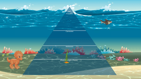 Ocean Ecological Pyramid