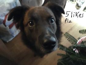 my dog cash he has no m