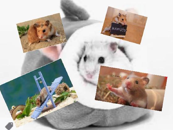 HAMSTERS REEEE!