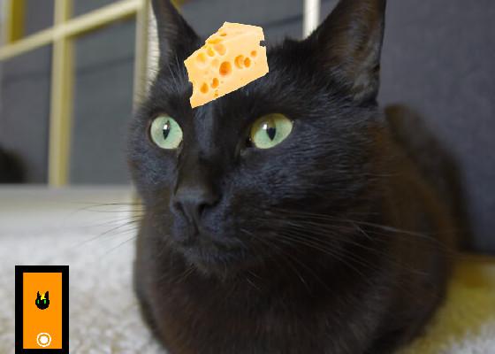 Black Cheese Cat