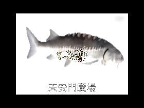 NormalFish