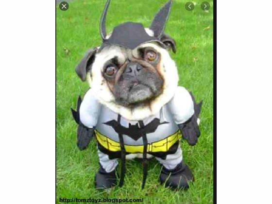 bat pug