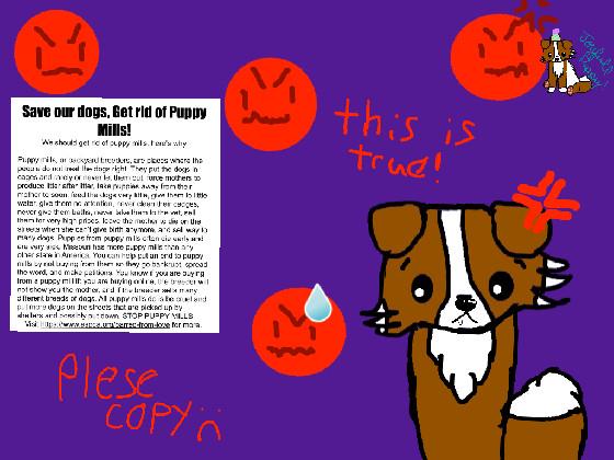 Puppy Mill awerness  - copy - copy - copy - copy