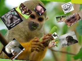 i love monkeys 1