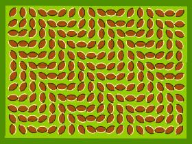 Beaned Optical Illusion