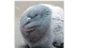 Blockshade of a cute fluffy pigeon :3