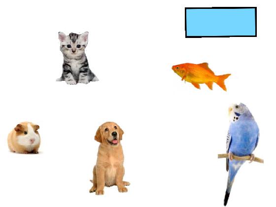 Pet Adoption 1