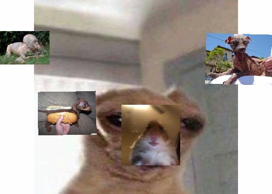 strange animals 1
