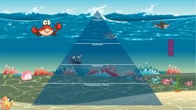 Ocean Ecological Pyramid by Emily