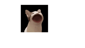 pop cat 2.0