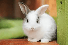 cute bunny animaeshon
