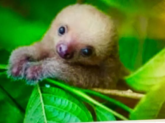 sloth 1