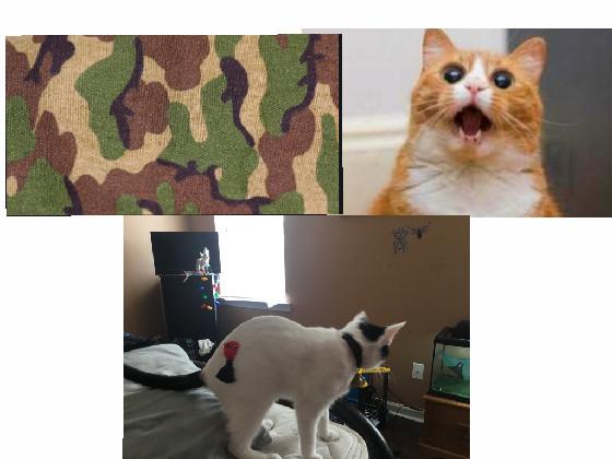 funny cat image 1