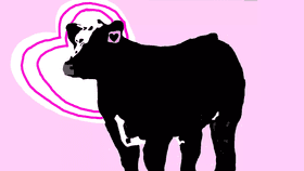 Valentine&#039;s cows!