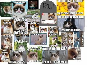 grumpy cats memes 1 1 1