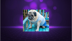 WE WILL ROCK YOU PUG