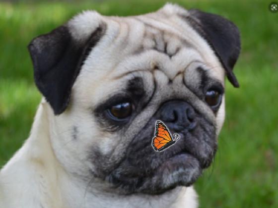 Lil pug spinner 1 1 1