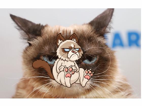 Grumpy Cat Grumpy cat