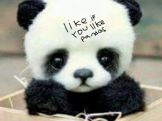 like if you like pandas