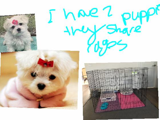 I got another puppy!