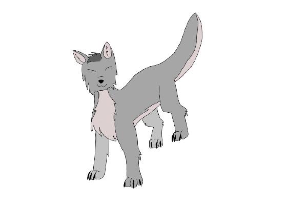 Wolf
