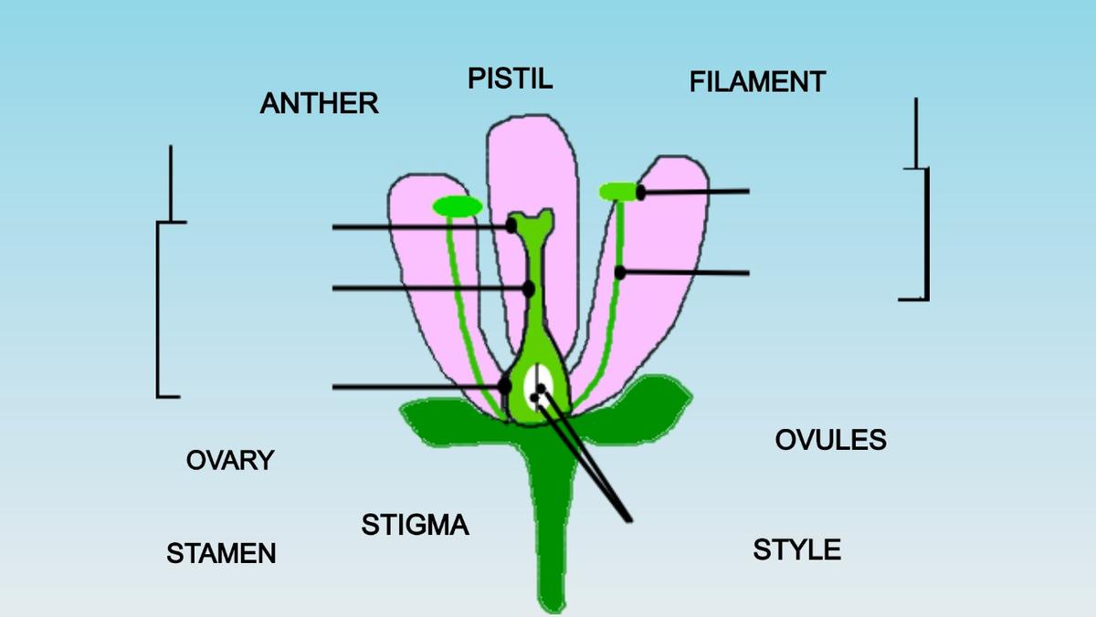 Plant Reproductive Parts