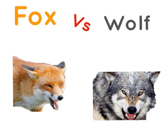 fox vs wolf