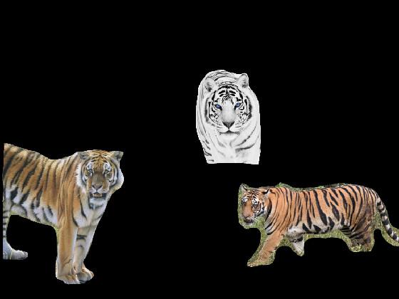 Save the tigers!!! 🐅 1 1 1 1