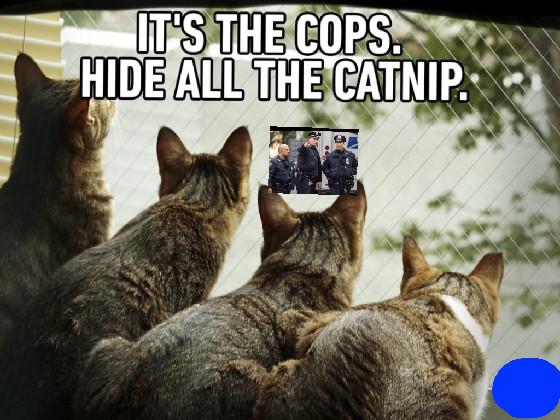 CATNIP 1