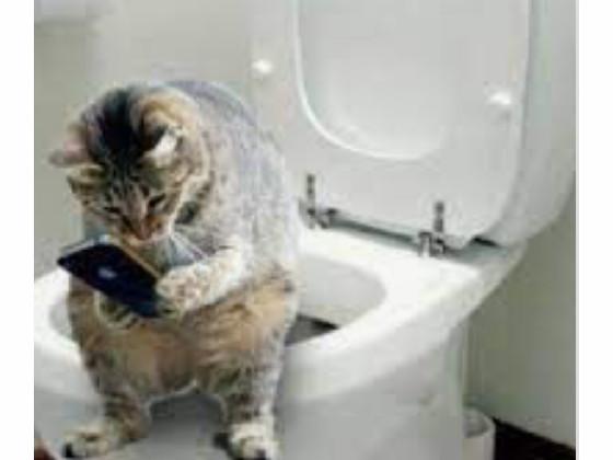 cat memes