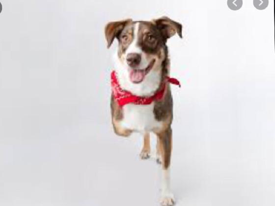 like if you will adopt