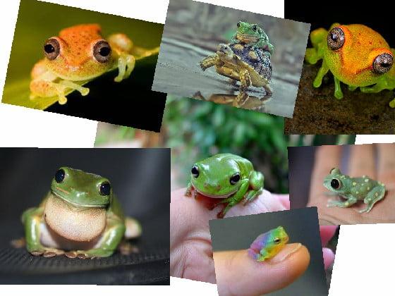FROGS!!!!!!!!!!!!!!!!!