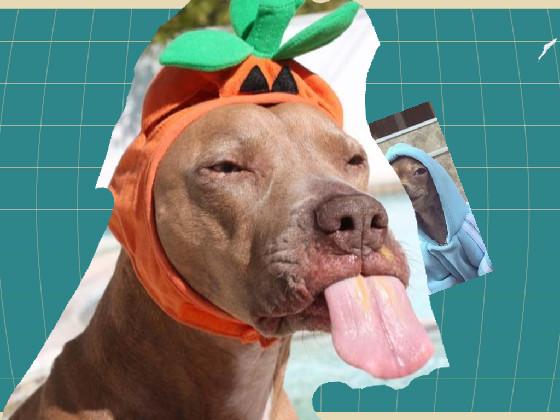 funny doggy war
