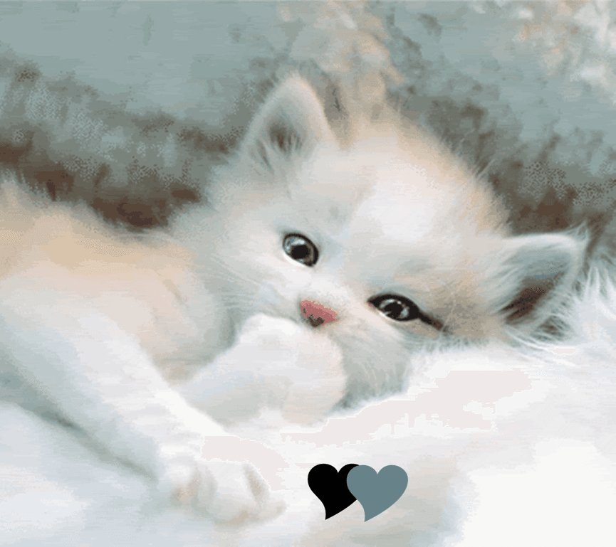 kitty wants love!