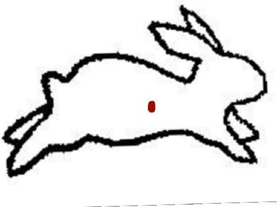 bunny illustion
