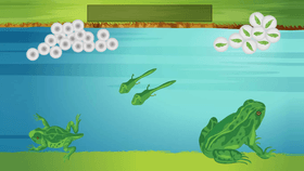 LifeCycle of a Frog 2gr