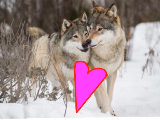 am a wolf lover 1